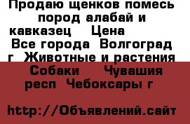 Продаю щенков помесь пород алабай и кавказец. › Цена ­ 1 500 - Все города, Волгоград г. Животные и растения » Собаки   . Чувашия респ.,Чебоксары г.